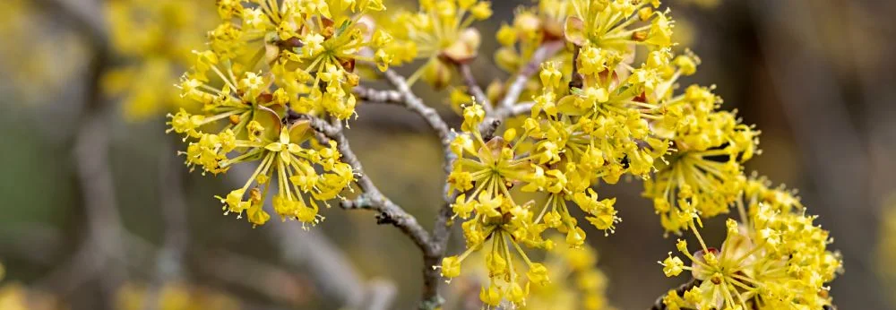 Nahaufnahme der gelben Blüten einer Kornelkirsche an einem Ast.